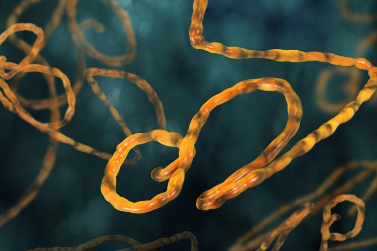 ebola virus by Festa via Shutterstock