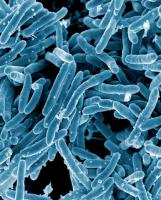 TB bacteria. BVL-GSK098 boosts the efficacy of the anti-TB drug Ethianomide. Image credit: National Institute of Allergy and Infectious Diseases, National Institutes of Health