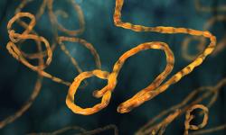 Ebola virus. Image by Festa via Shutterstock